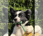 Small #4 Australian Shepherd Mix