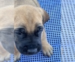 Small Photo #9 American Mastiff Puppy For Sale in ALEXANDRIA, VA, USA