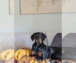 Small Doberman Pinscher