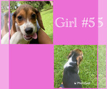 Small Photo #2 Beagle Puppy For Sale in MADISON, FL, USA