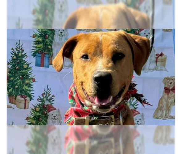 Medium Photo #8 Mutt Puppy For Sale in Abbeville, LA, USA