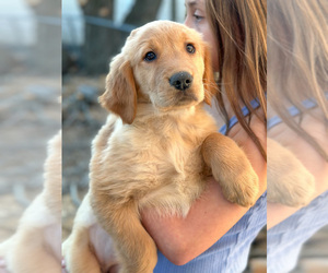 Golden Retriever Puppy for sale in HOHENWALD, TN, USA