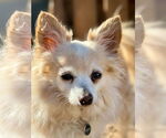 Small #2 Chihuahua