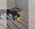 Small #2 German Shorthaired Pointer-Treeing Walker Coonhound Mix