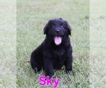 Small #5 Australian Shepherd-Goldendoodle Mix