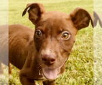 Small Chihuahua-Chocolate Labrador retriever Mix