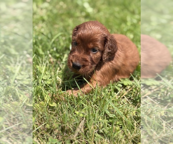 Medium Photo #10 Irish Setter Puppy For Sale in ONEONTA, NY, USA