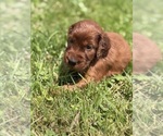 Small #9 Irish Setter