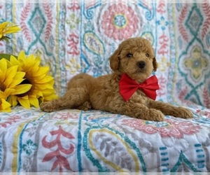 Goldendoodle (Miniature) Puppy for sale in LANCASTER, PA, USA
