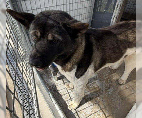 Medium Photo #1 Akita Puppy For Sale in Lathrop, CA, USA