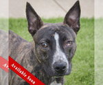 Small American Staffordshire Terrier-Boston Terrier Mix