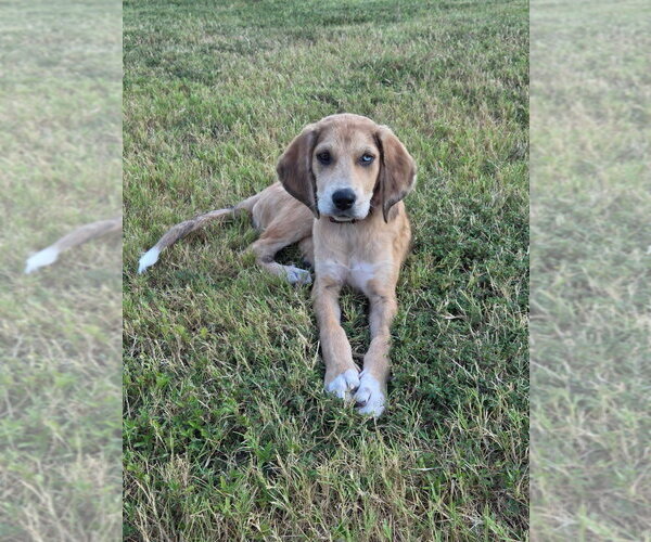 Medium Photo #1 Bloodhound-Unknown Mix Puppy For Sale in Claremore, OK, USA