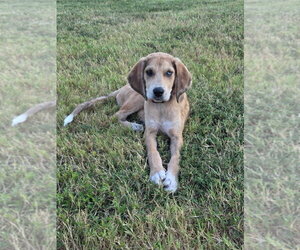 Bloodhound-Unknown Mix Dogs for adoption in Claremore, OK, USA