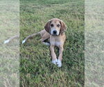 Small Bloodhound Mix