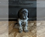 Puppy Grey German Shorthaired Pointer