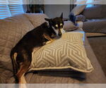 Small #2 Mutt