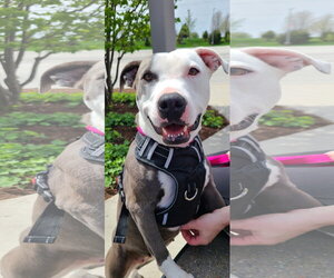 Violet - Female American Staffordshire Terrier-Unknown Mix Dog for Adoption - Photo #9