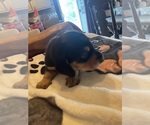 Small #1 Dachshund