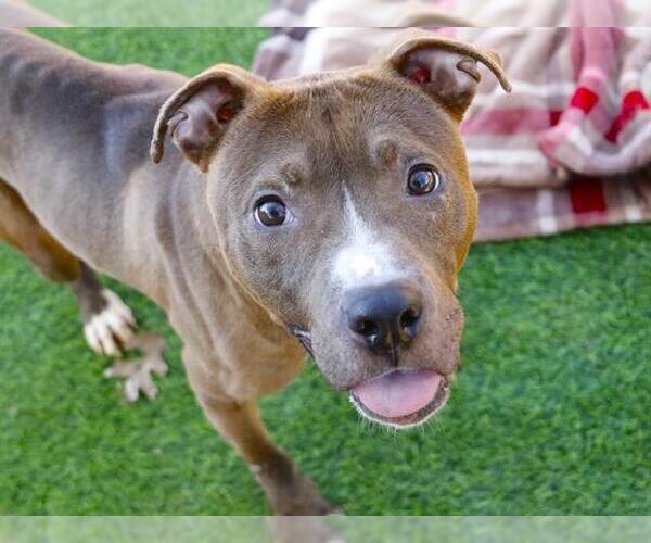 Medium Photo #1 American Staffordshire Terrier Puppy For Sale in Tallahassee, FL, USA