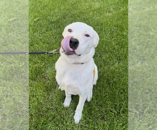 Medium Photo #8 Labrador Retriever-Unknown Mix Puppy For Sale in Omaha, NE, USA