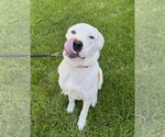 Small #7 Labrador Retriever Mix