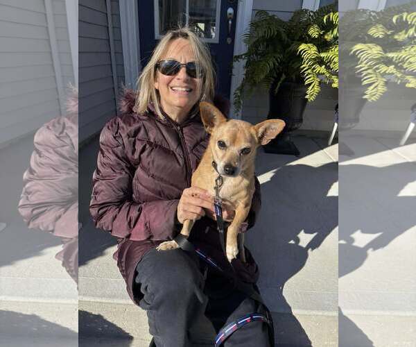 Medium Photo #1 Chihuahua-Unknown Mix Puppy For Sale in Woodbury, NY, USA