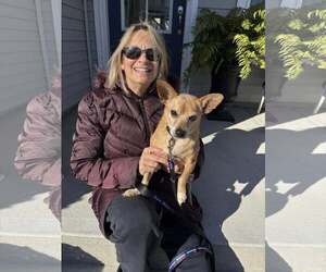 Chihuahua-Unknown Mix Dogs for adoption in Woodbury, NY, USA