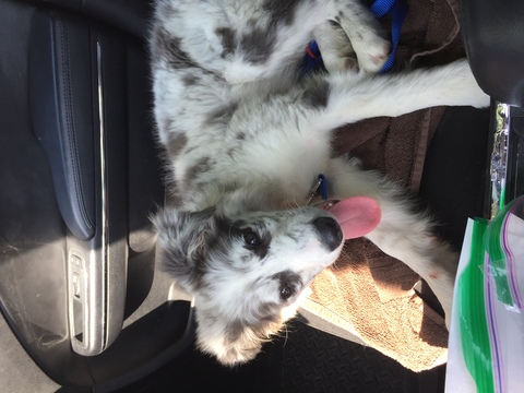 Medium Photo #1 Border Collie Puppy For Sale in LINCOLN, NE, USA