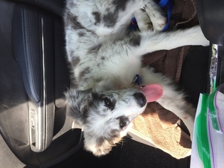 Border Collie Puppy for sale in LINCOLN, NE, USA