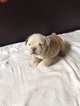 Small Photo #1 Bulldog Puppy For Sale in HEATHROW, FL, USA