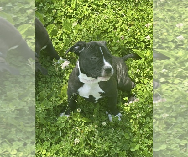 Medium Photo #4 Bullypit Puppy For Sale in BETHALTO, IL, USA