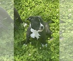 Small #3 Bullypit