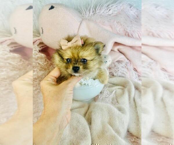 Medium Photo #14 Pomeranian Puppy For Sale in WEST PALM BEACH, FL, USA