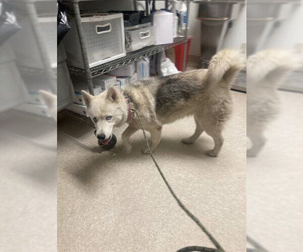 Medium Photo #1 Siberian Husky Puppy For Sale in Bakersfield, CA, USA