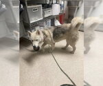 Small Siberian Husky
