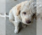 Small #13 Labradoodle