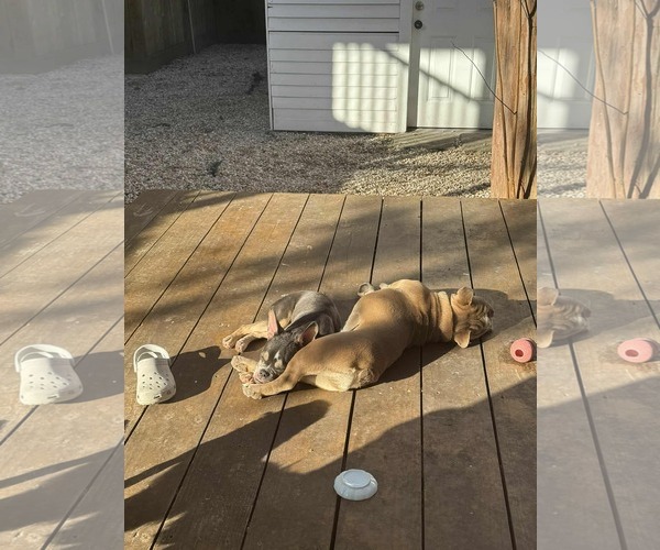 Medium Photo #4 Faux Frenchbo Bulldog Puppy For Sale in Princeton, MN, USA