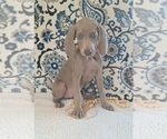 Small Photo #10 Weimaraner Puppy For Sale in LEWISBURG, KY, USA