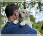 Small Photo #10 Labrador Retriever Puppy For Sale in MOUNT AIRY, MD, USA