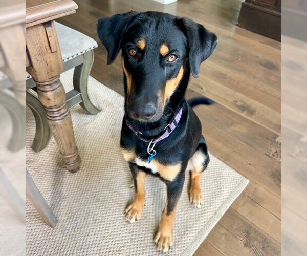 Medium Photo #3 German Shepherd Dog-Unknown Mix Puppy For Sale in San Juan Capistrano, CA, USA