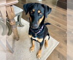 Small #2 German Shepherd Dog Mix