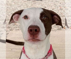 Mutt Dogs for adoption in Jefferson, WI, USA