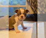 Puppy Black banded Boston Terrier