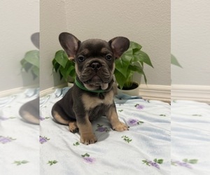 French Bulldog Puppy for sale in VALRICO, FL, USA