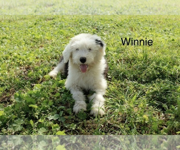 Medium Photo #3 Old English Sheepdog Puppy For Sale in CARDWELL, MO, USA