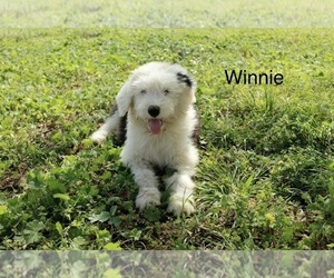 Medium Old English Sheepdog