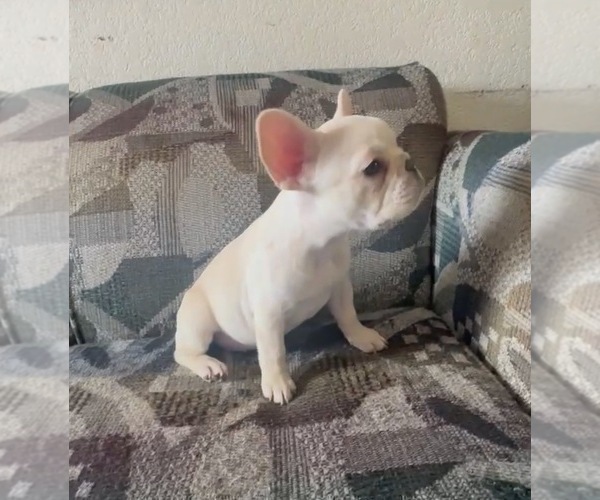 Medium Photo #4 French Bulldog Puppy For Sale in NORTH HAMPTON, NH, USA