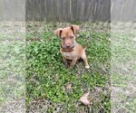 Small Photo #11 Labrador Retriever-Unknown Mix Puppy For Sale in Rosenberg, TX, USA