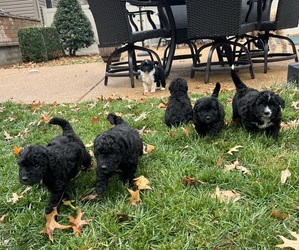 Aussiedoodle Puppy for Sale in HERRIN, Illinois USA