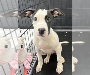 Mutt Dogs for adoption in Bakersfield, CA, USA